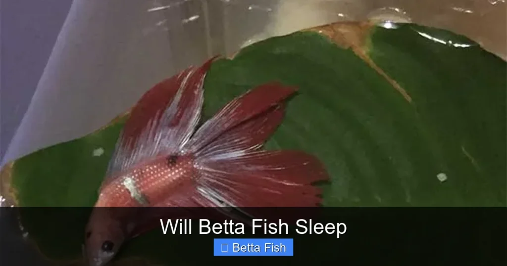 Will Betta Fish Sleep