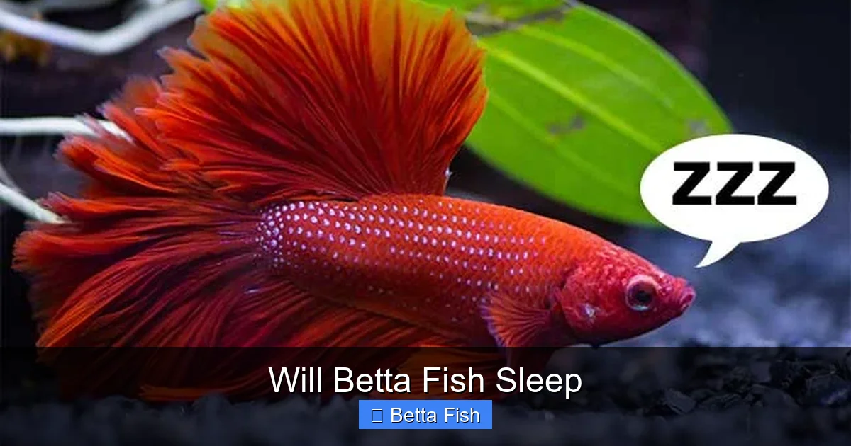 Will Betta Fish Sleep