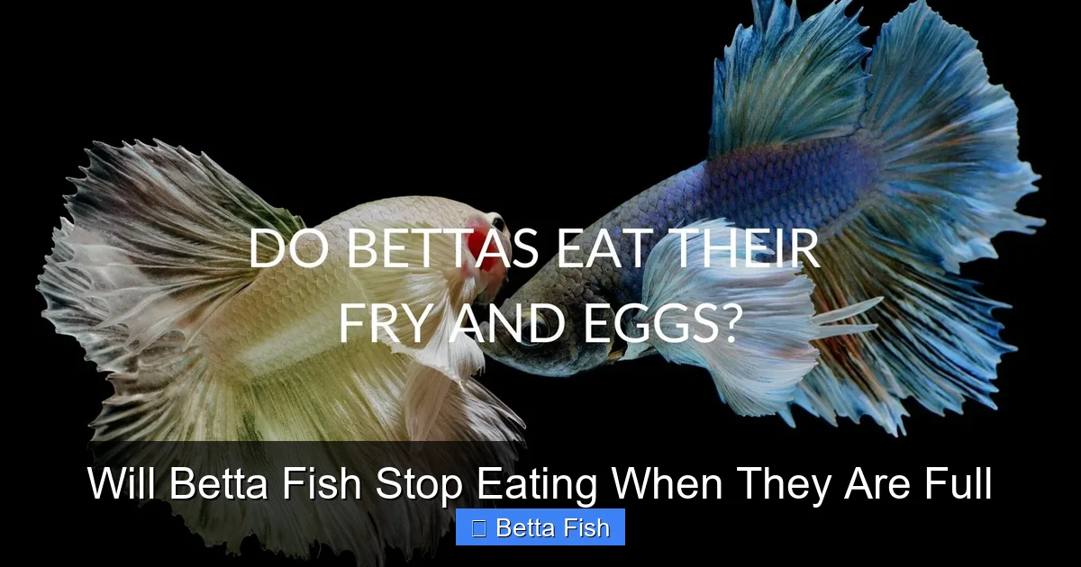 Will Betta Fish Stop Eating When They Are Full