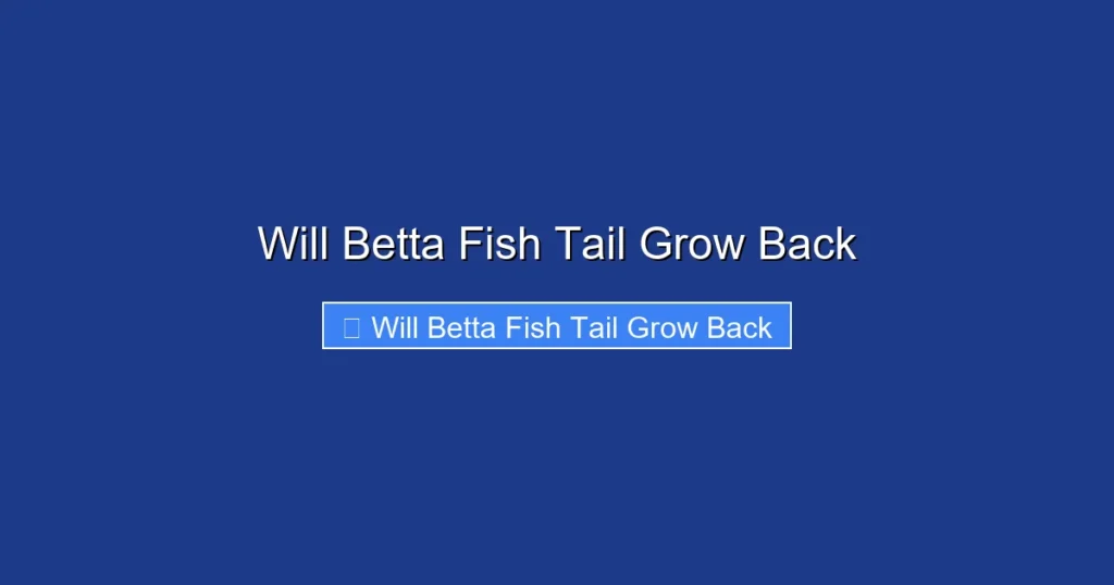 Will Betta Fish Tail Grow Back