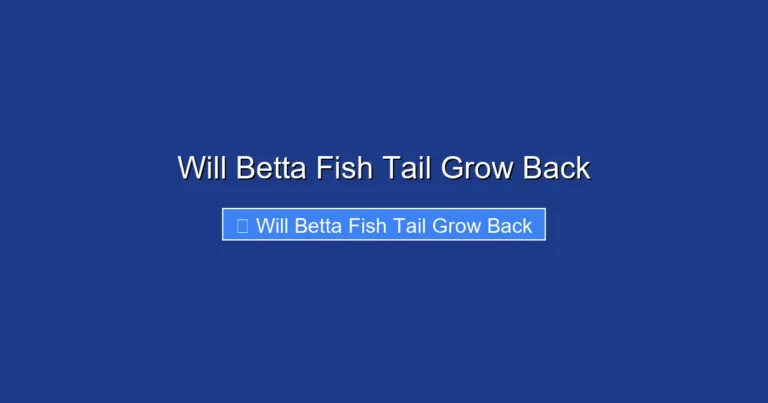 Will Betta Fish Tail Grow Back