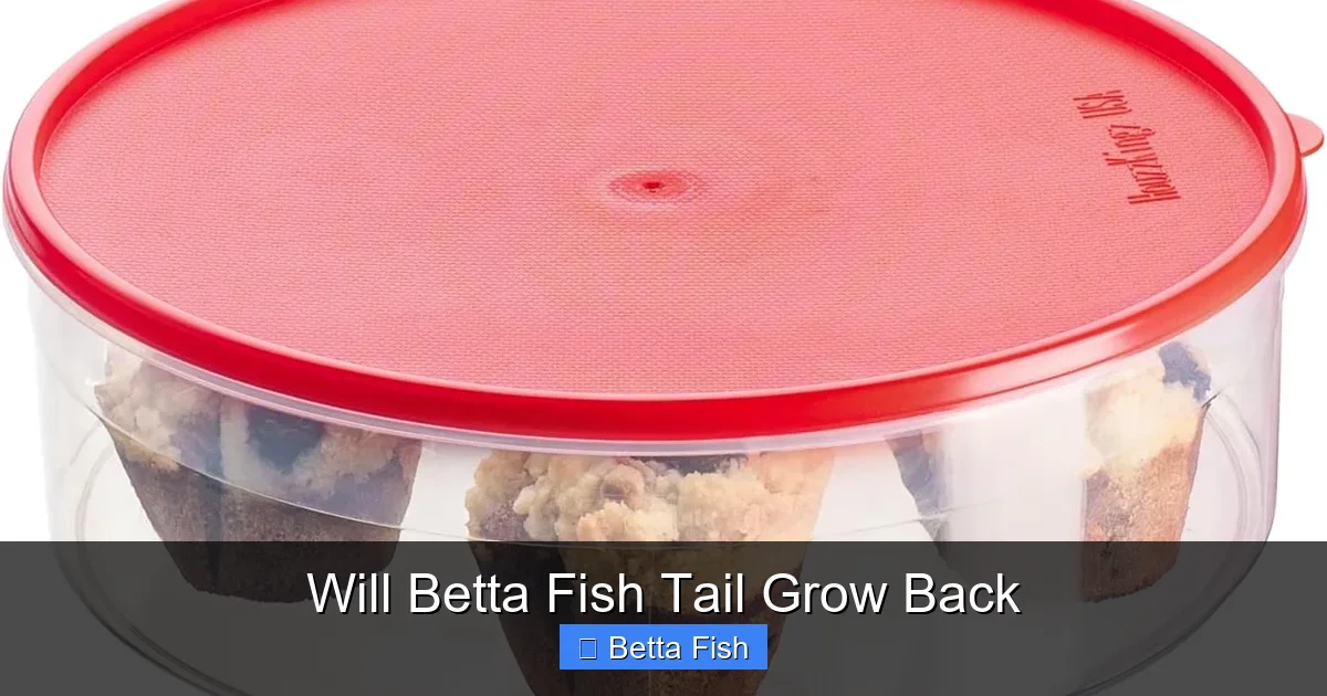 Will Betta Fish Tail Grow Back