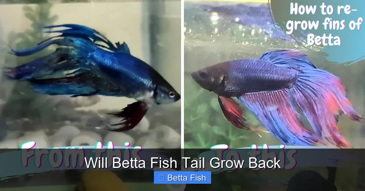 Will Betta Fish Tail Grow Back