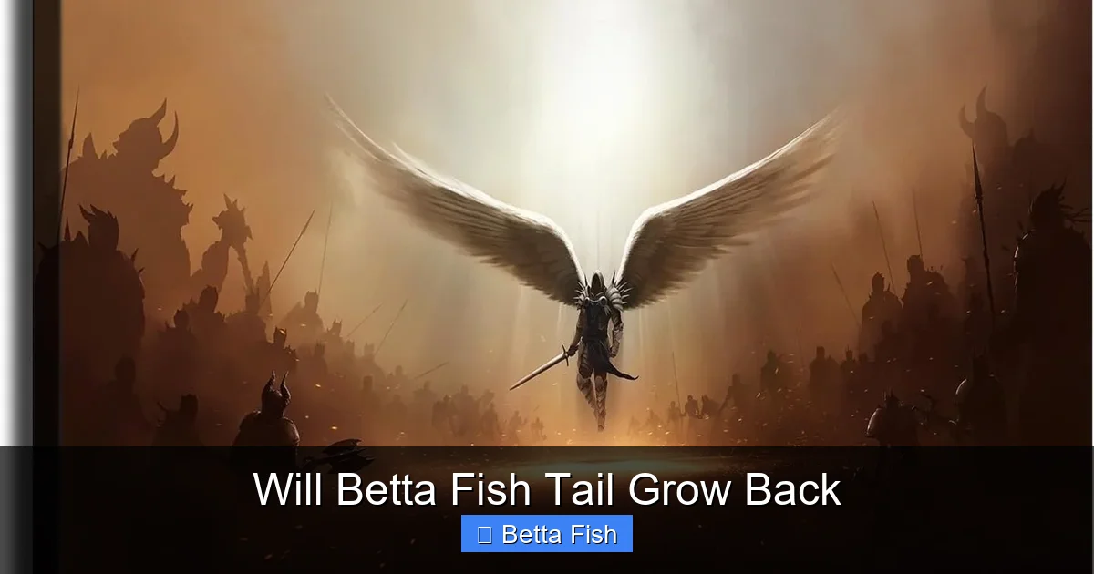 Will Betta Fish Tail Grow Back