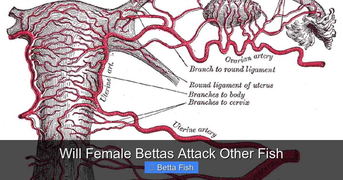 Will Female Bettas Attack Other Fish
