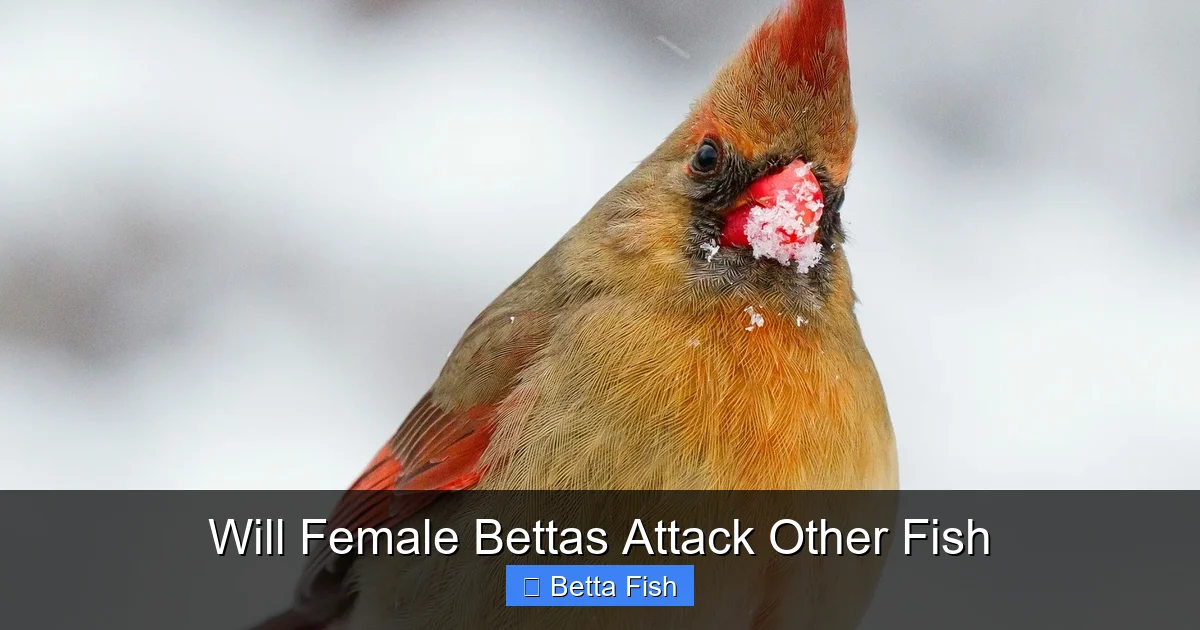Will Female Bettas Attack Other Fish