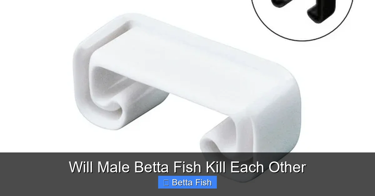 Will Male Betta Fish Kill Each Other