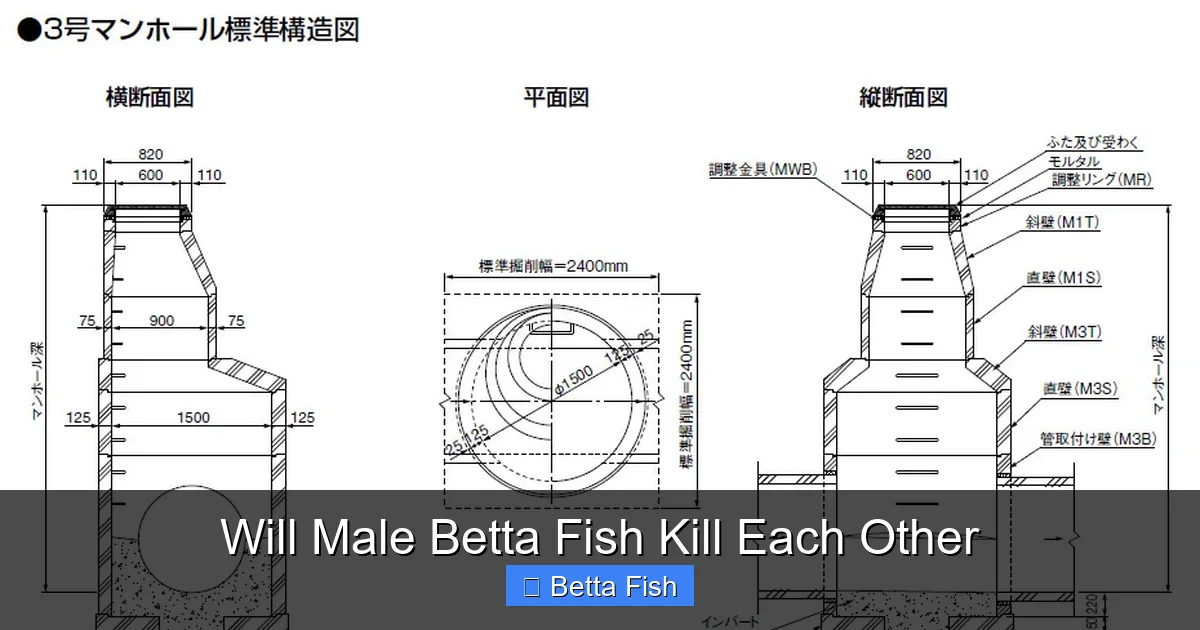 Will Male Betta Fish Kill Each Other