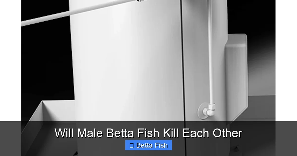 Will Male Betta Fish Kill Each Other