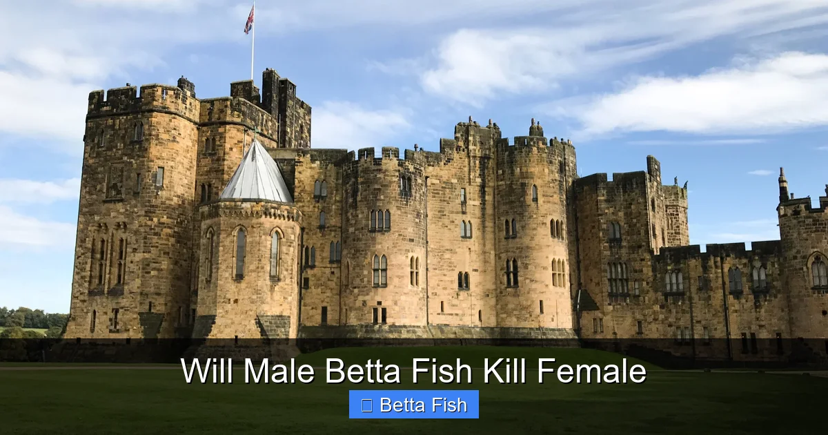 Will Male Betta Fish Kill Female