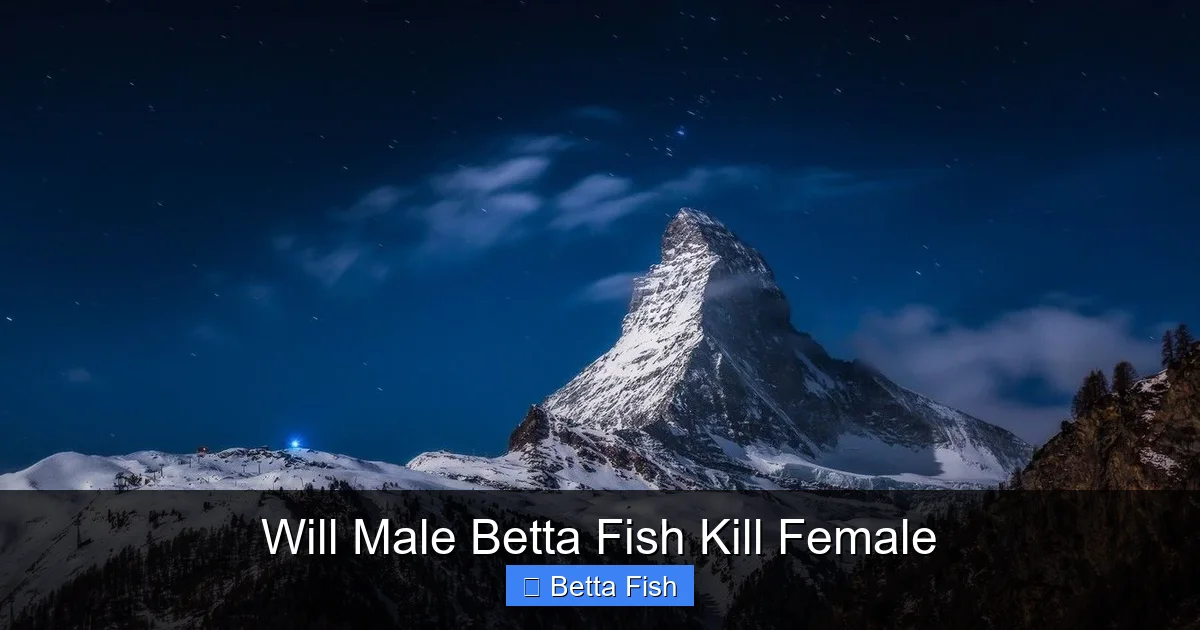 Will Male Betta Fish Kill Female