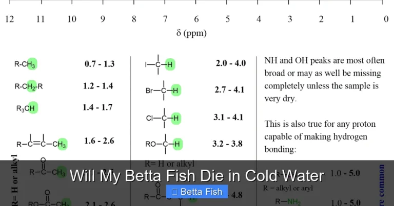 Will My Betta Fish Die in Cold Water