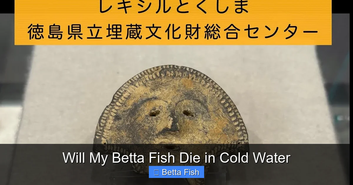 Will My Betta Fish Die in Cold Water