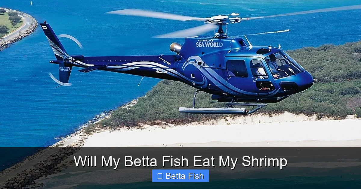 Will My Betta Fish Eat My Shrimp