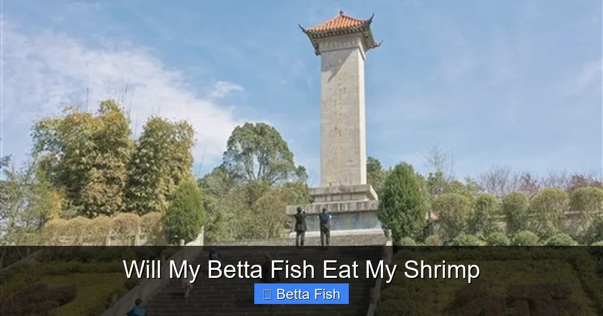 Will My Betta Fish Eat My Shrimp