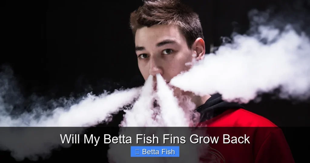 Will My Betta Fish Fins Grow Back