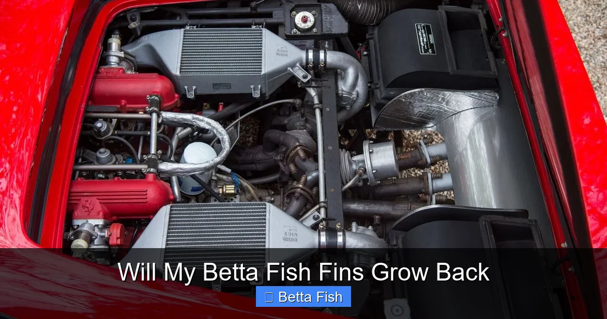 Will My Betta Fish Fins Grow Back