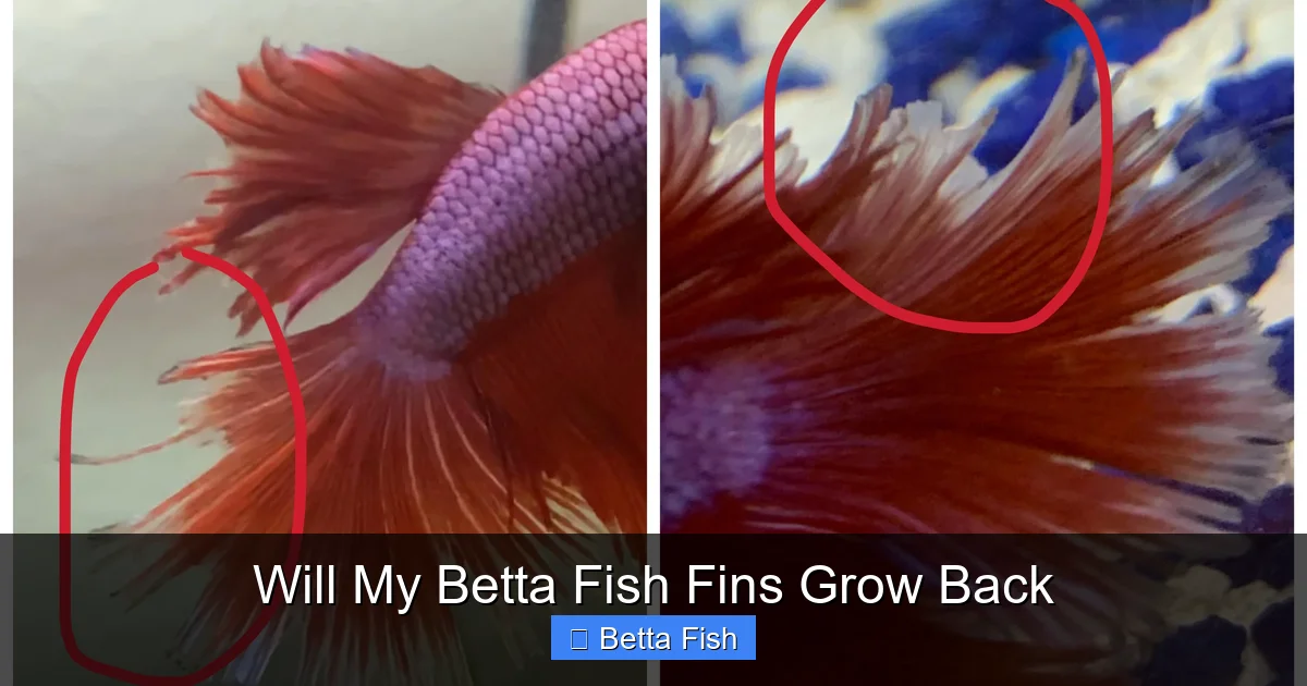 Will My Betta Fish Fins Grow Back