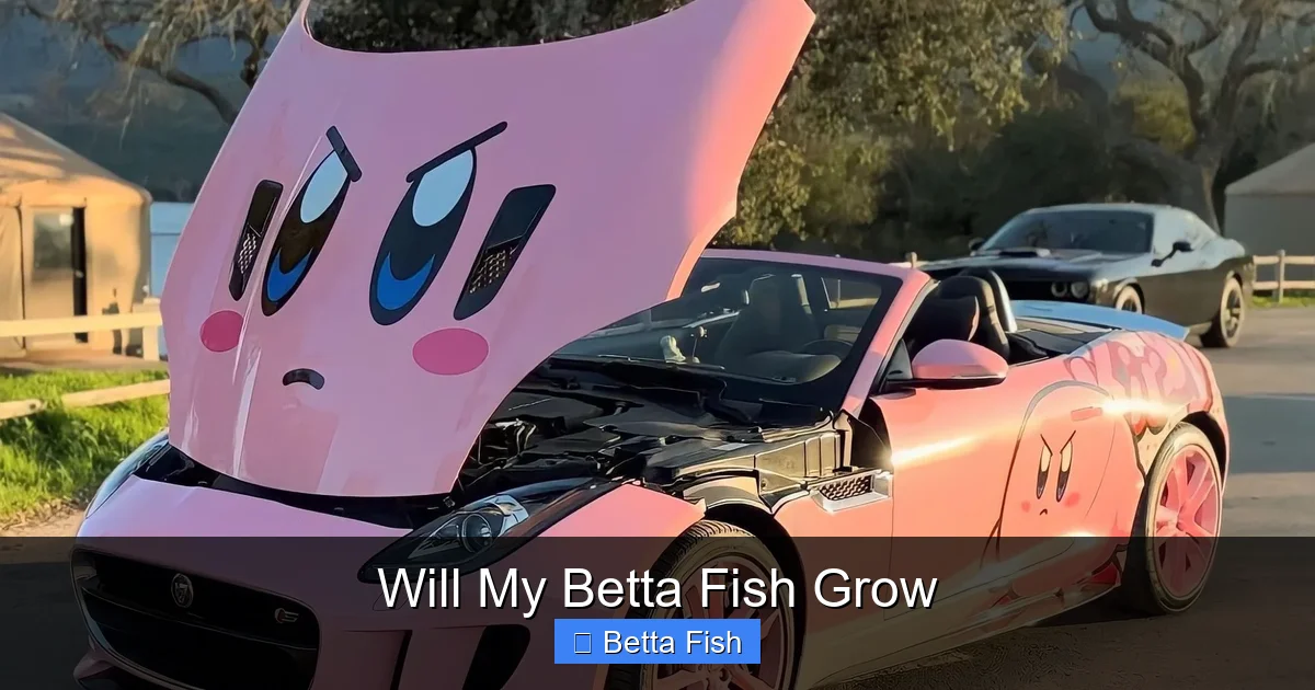 Will My Betta Fish Grow