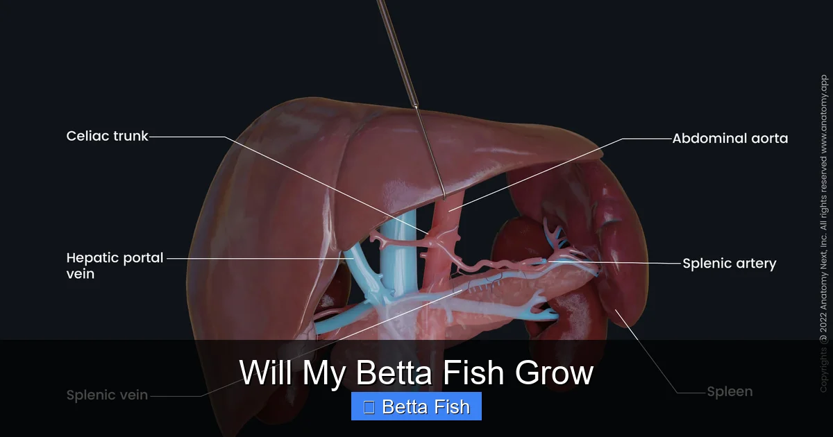 Will My Betta Fish Grow