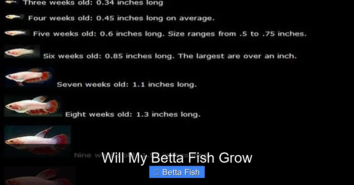 Will My Betta Fish Grow