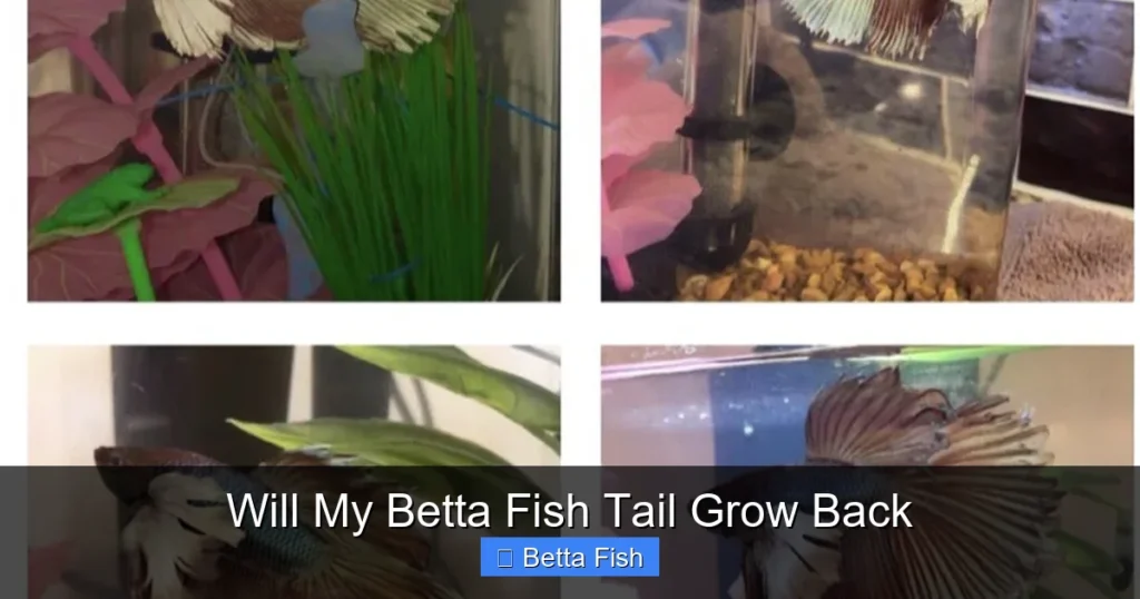 Will My Betta Fish Tail Grow Back
