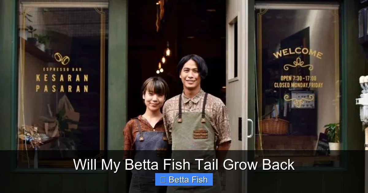 Will My Betta Fish Tail Grow Back