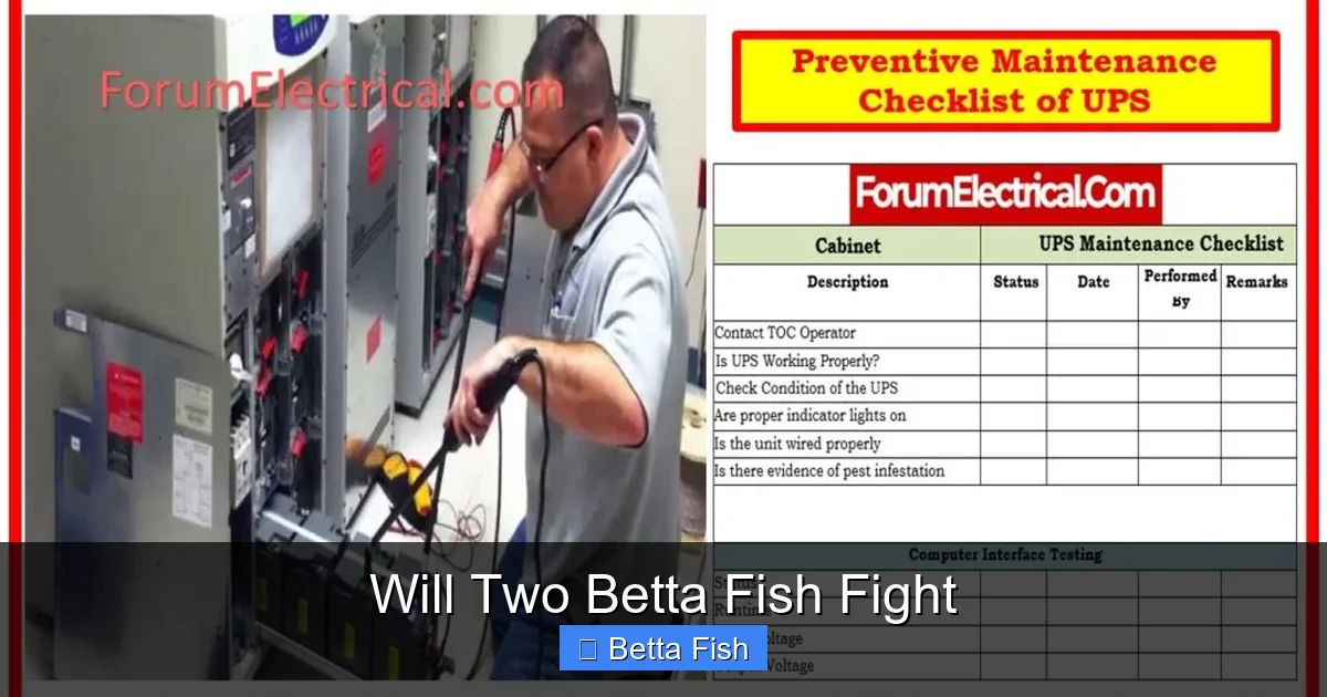 Will Two Betta Fish Fight