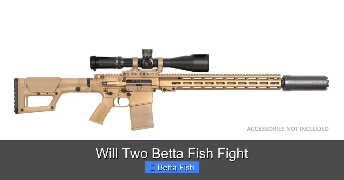 Will Two Betta Fish Fight