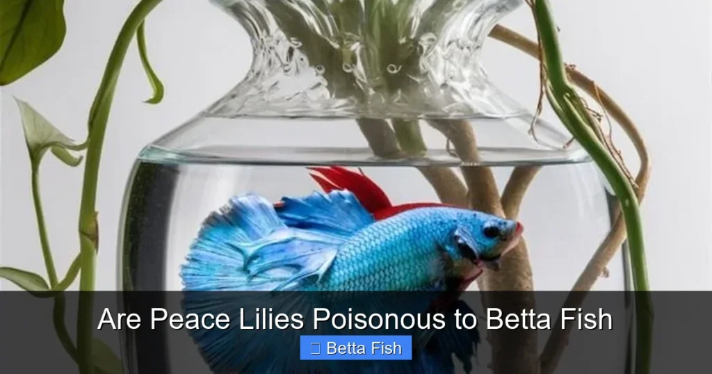 Are Peace Lilies Poisonous to Betta Fish
