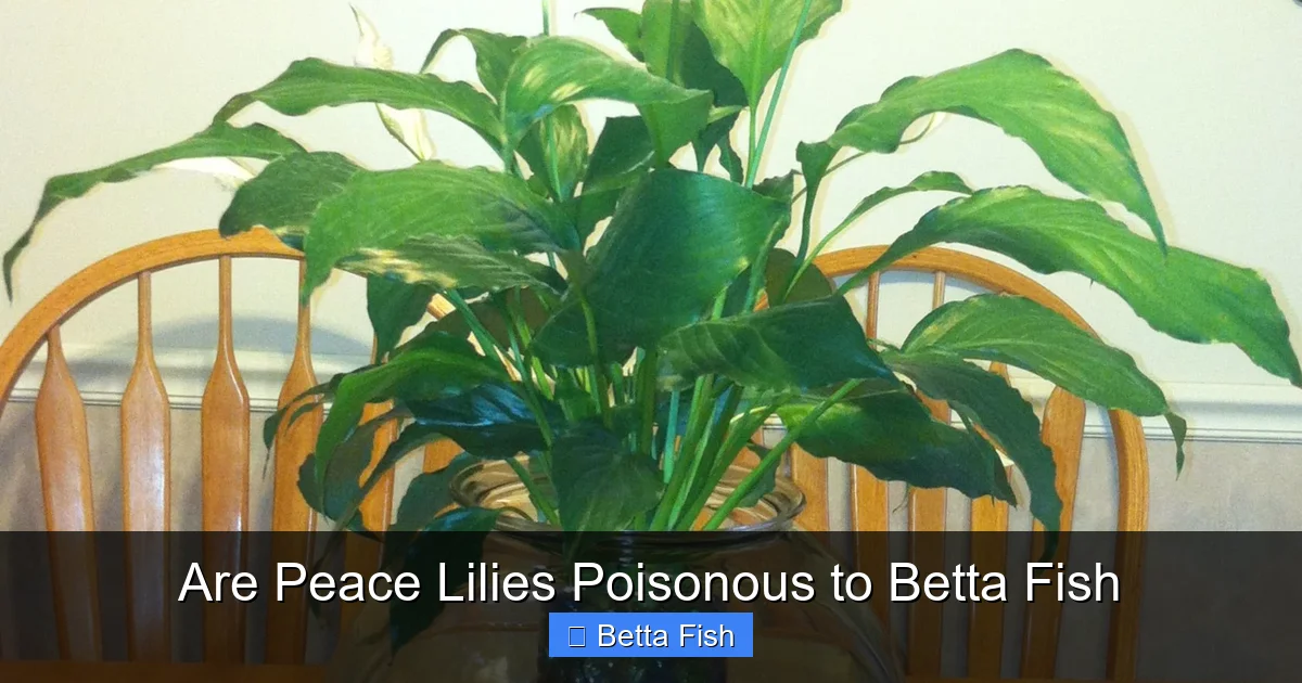 Are Peace Lilies Poisonous to Betta Fish