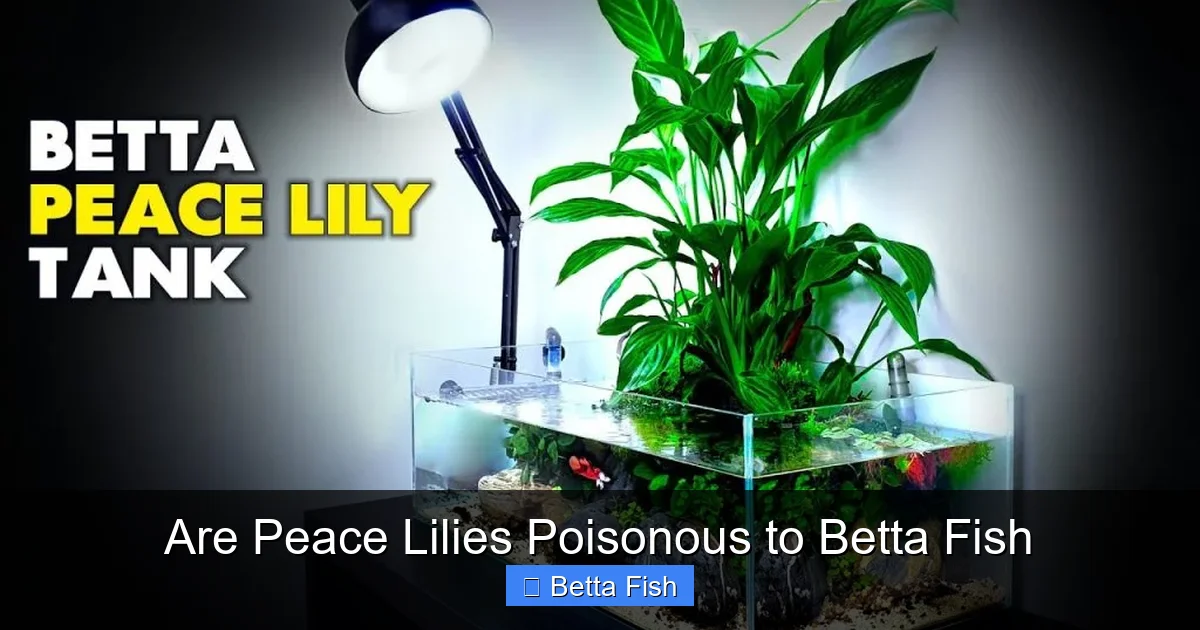 Are Peace Lilies Poisonous to Betta Fish