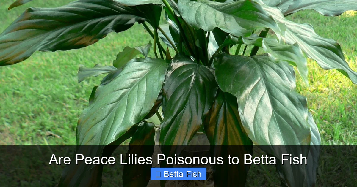 Are Peace Lilies Poisonous to Betta Fish