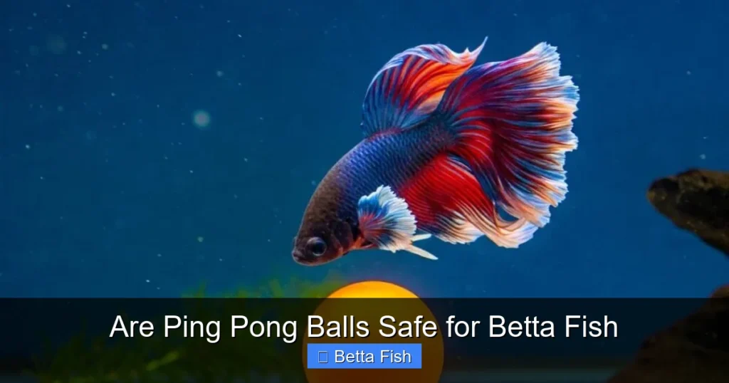 Are Ping Pong Balls Safe for Betta Fish