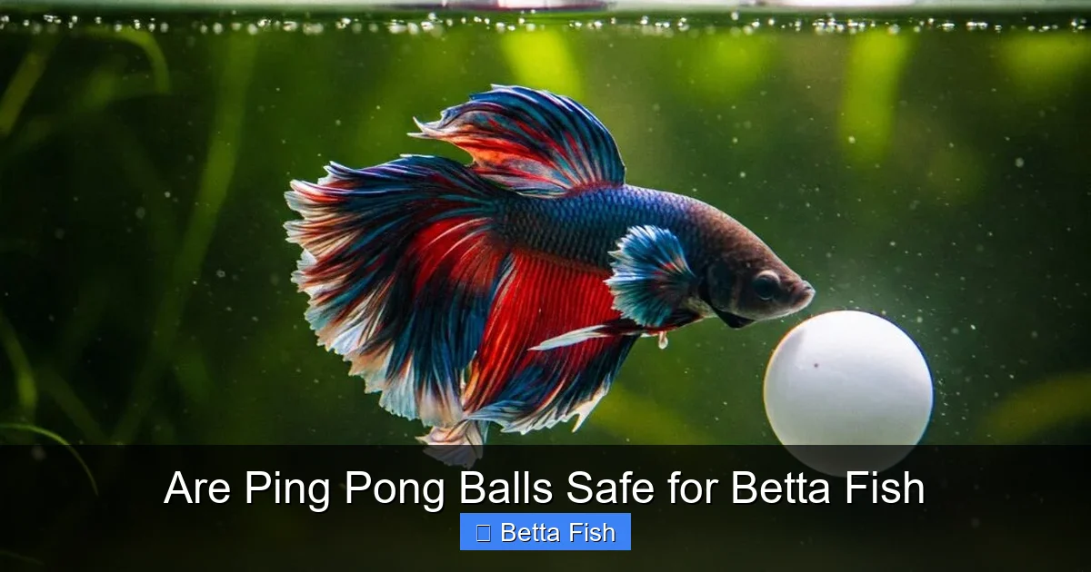 Are Ping Pong Balls Safe for Betta Fish