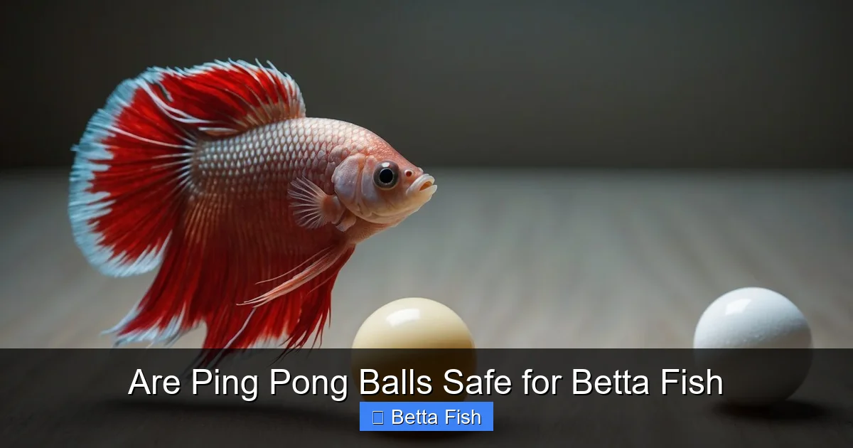 Are Ping Pong Balls Safe for Betta Fish