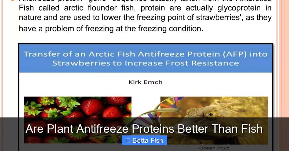 Are Plant Antifreeze Proteins Better Than Fish