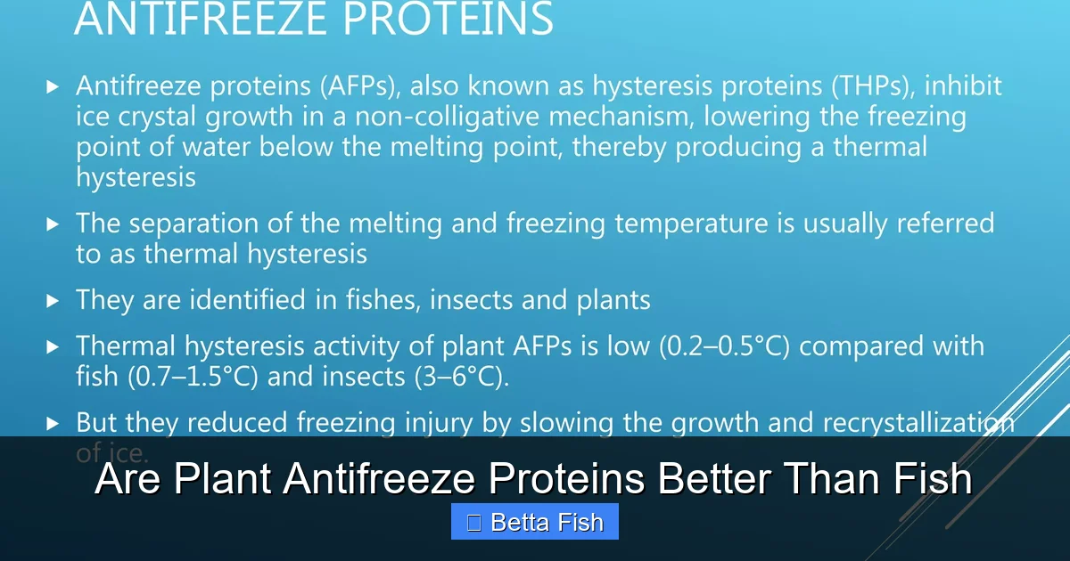 Are Plant Antifreeze Proteins Better Than Fish