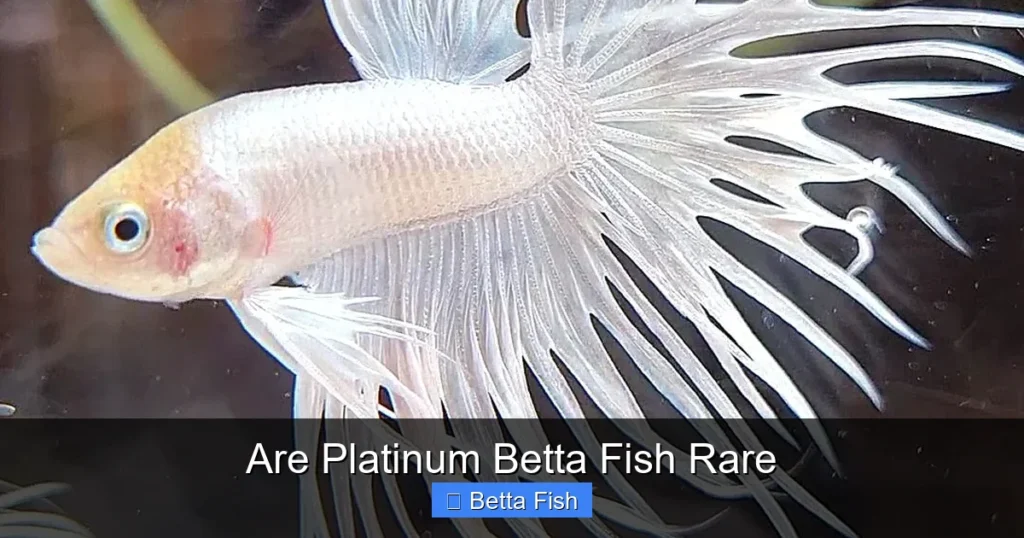 Are Platinum Betta Fish Rare
