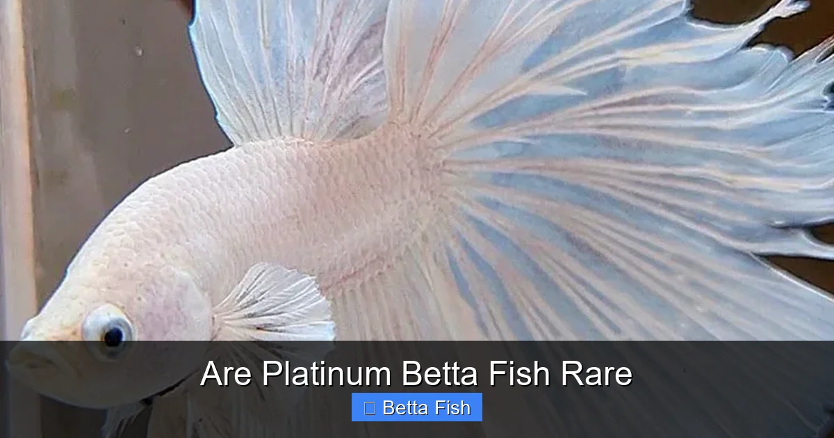 Are Platinum Betta Fish Rare
