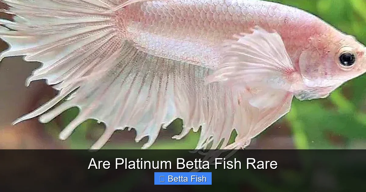 Are Platinum Betta Fish Rare