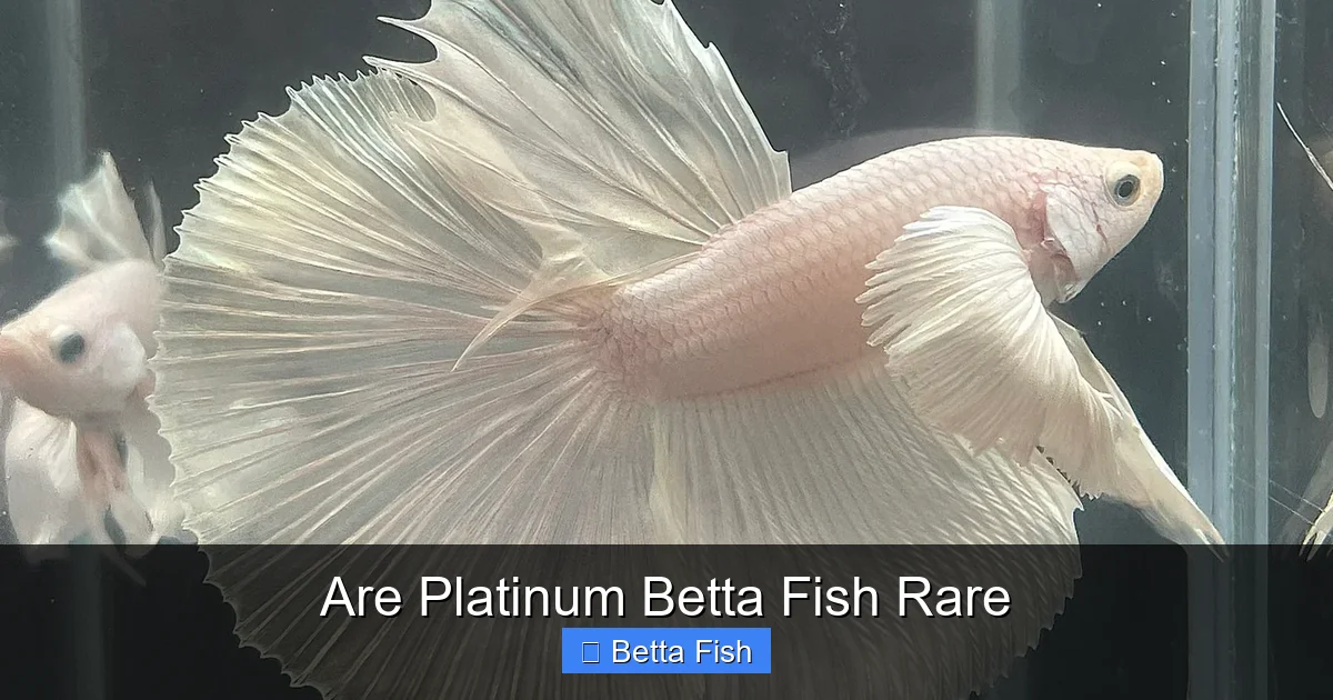 Are Platinum Betta Fish Rare