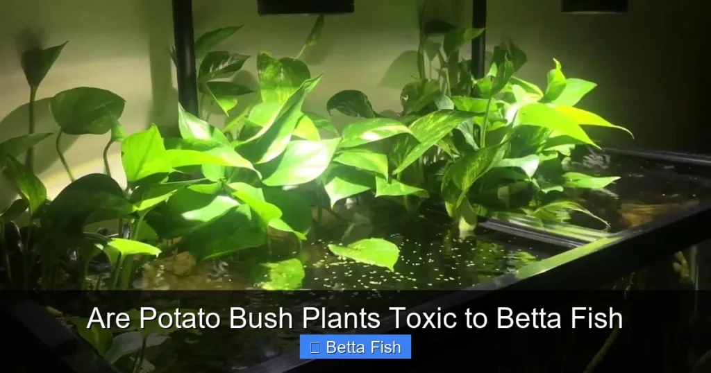 Are Potato Bush Plants Toxic to Betta Fish