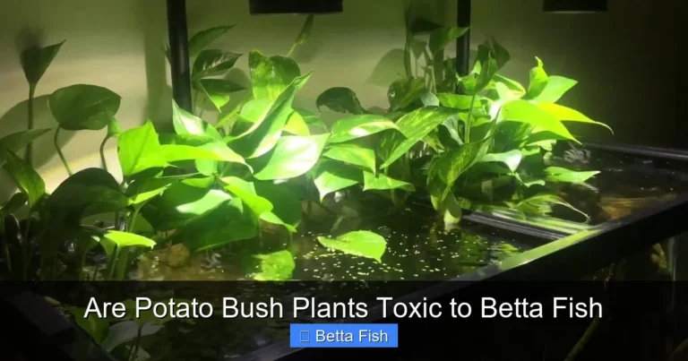 Are Potato Bush Plants Toxic to Betta Fish