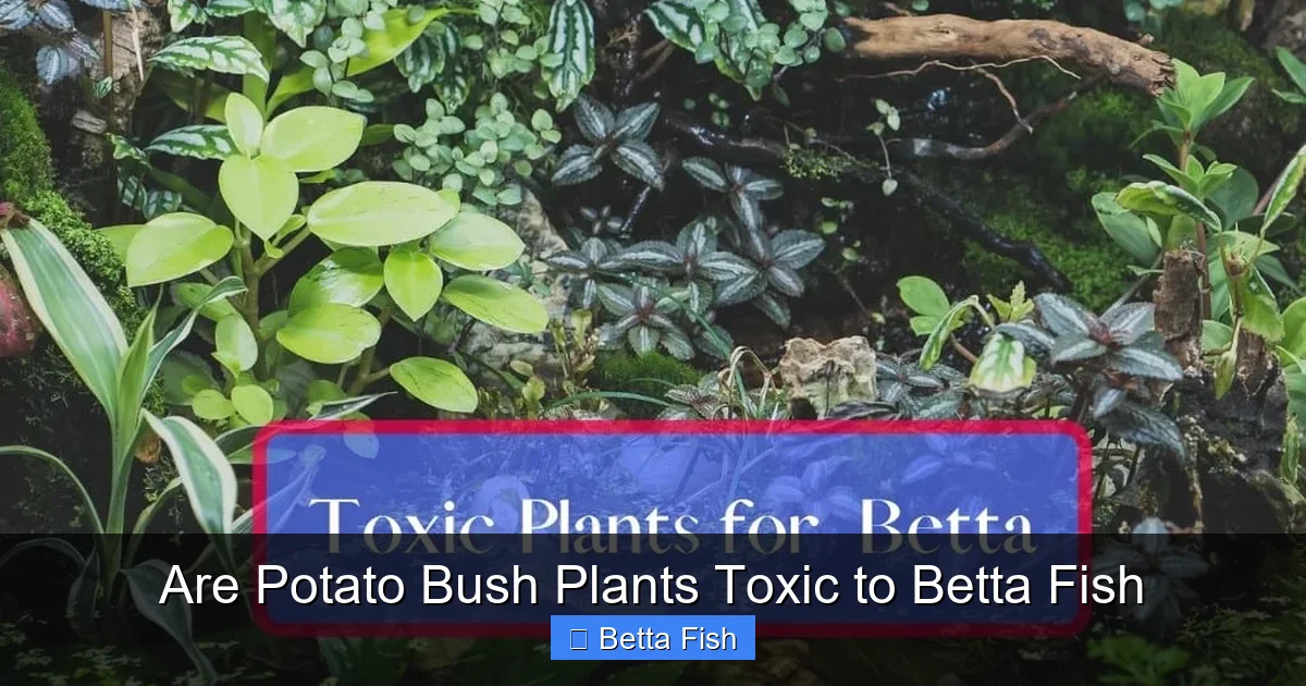 Are Potato Bush Plants Toxic to Betta Fish