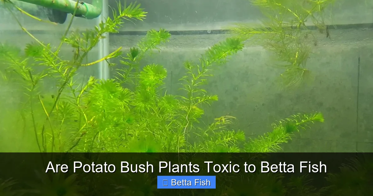 Are Potato Bush Plants Toxic to Betta Fish