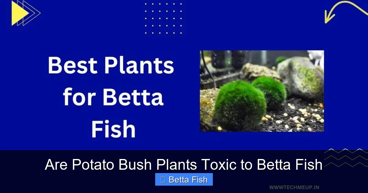 Are Potato Bush Plants Toxic to Betta Fish
