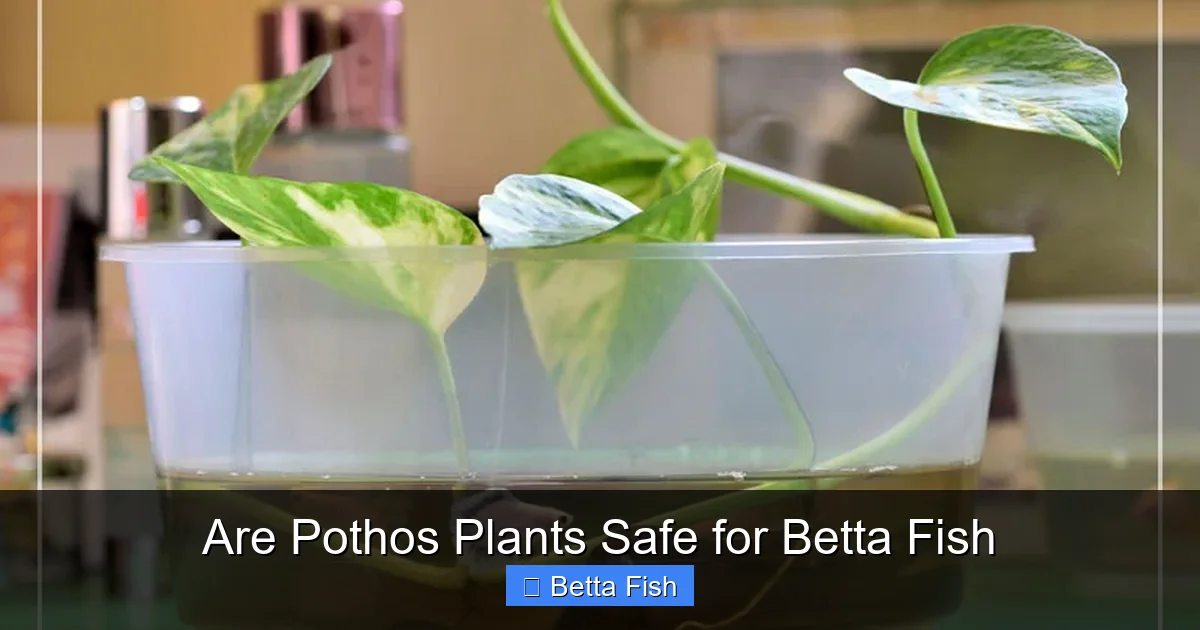 Are Pothos Plants Safe for Betta Fish