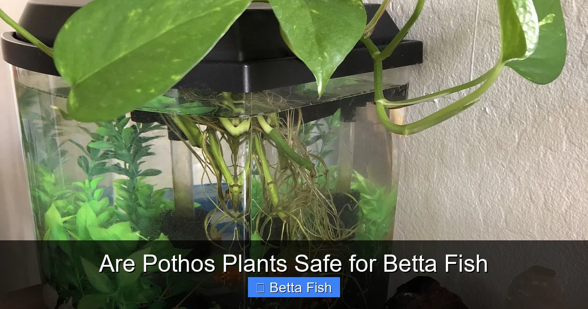 Are Pothos Plants Safe for Betta Fish
