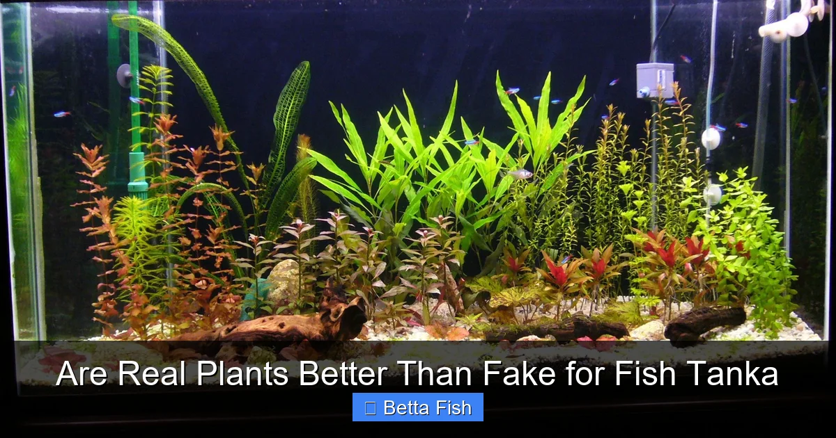 Are Real Plants Better Than Fake for Fish Tanka